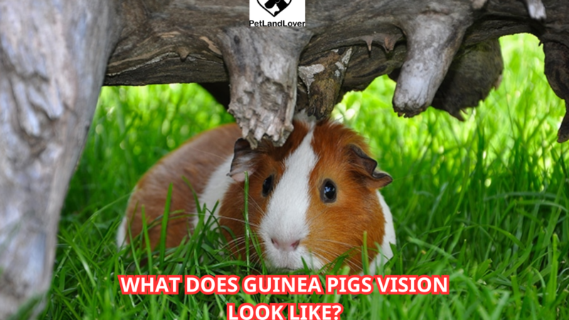 What Does Guinea Pigs Vision Look Like?