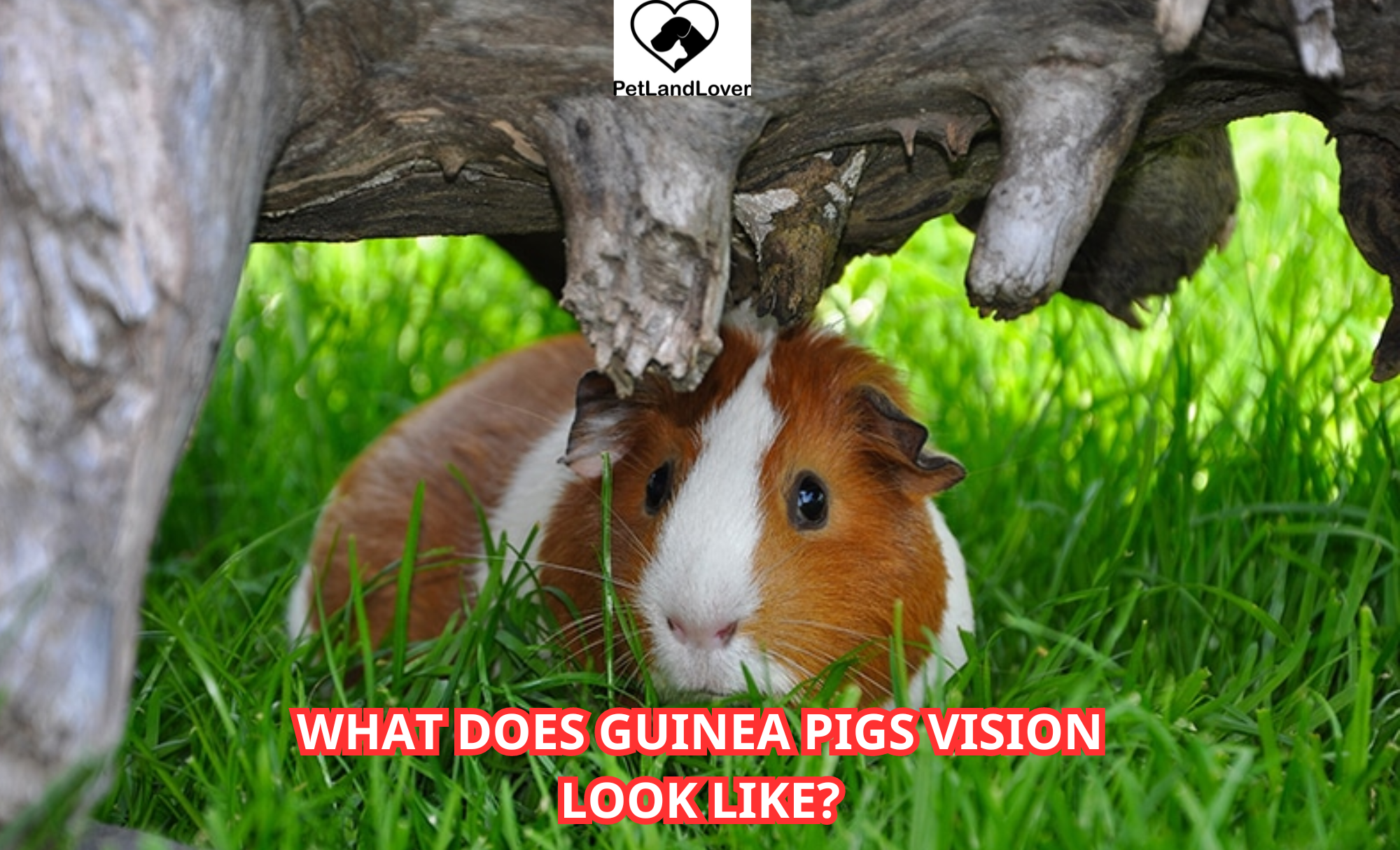 What Does Guinea Pigs Vision Look Like?