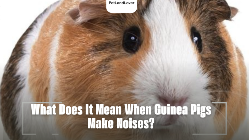 What Does It Mean When Guinea Pigs Make Noises?