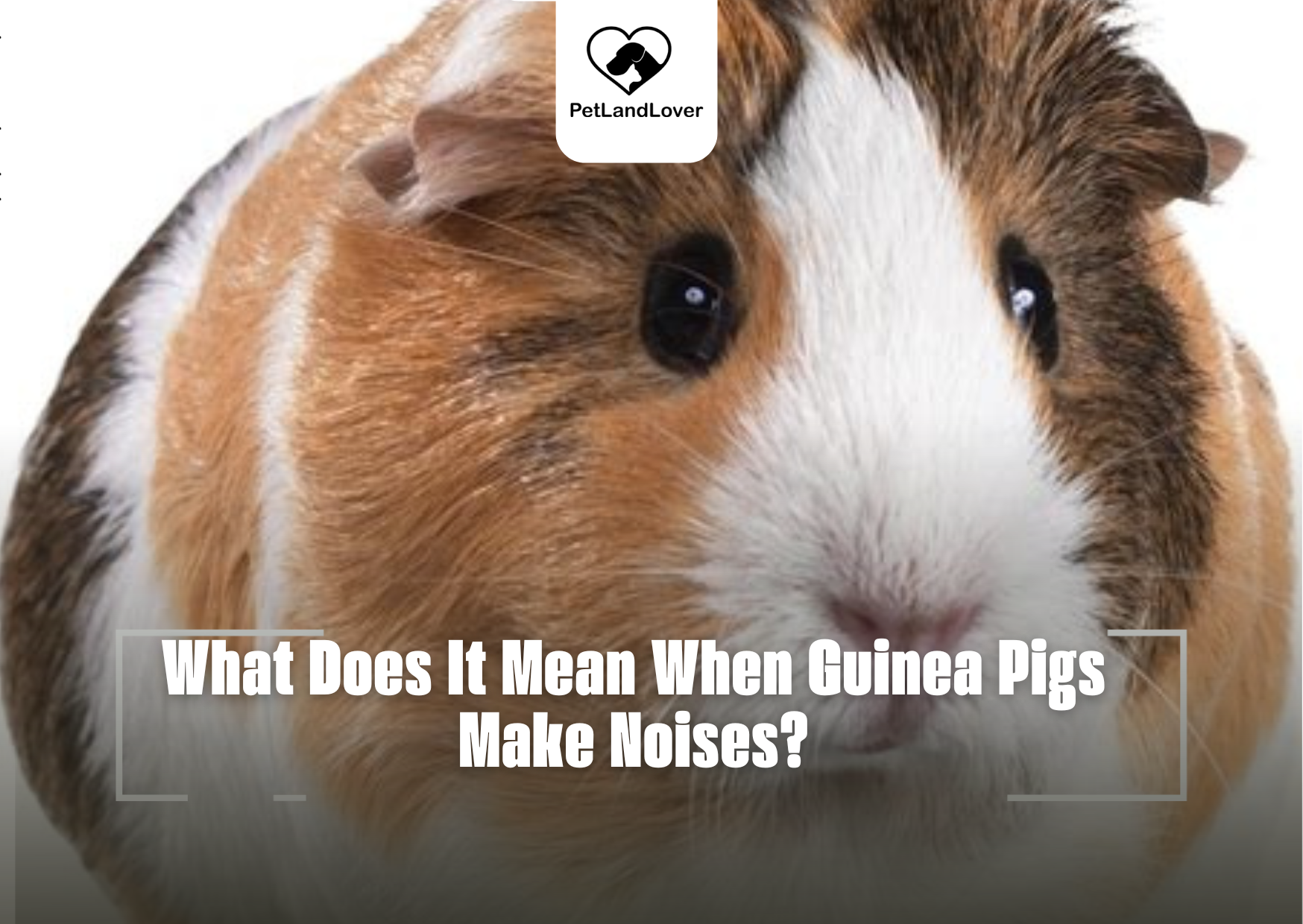 What Does It Mean When Guinea Pigs Make Noises?