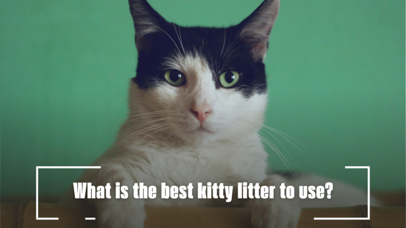 What is the best kitty litter to use?