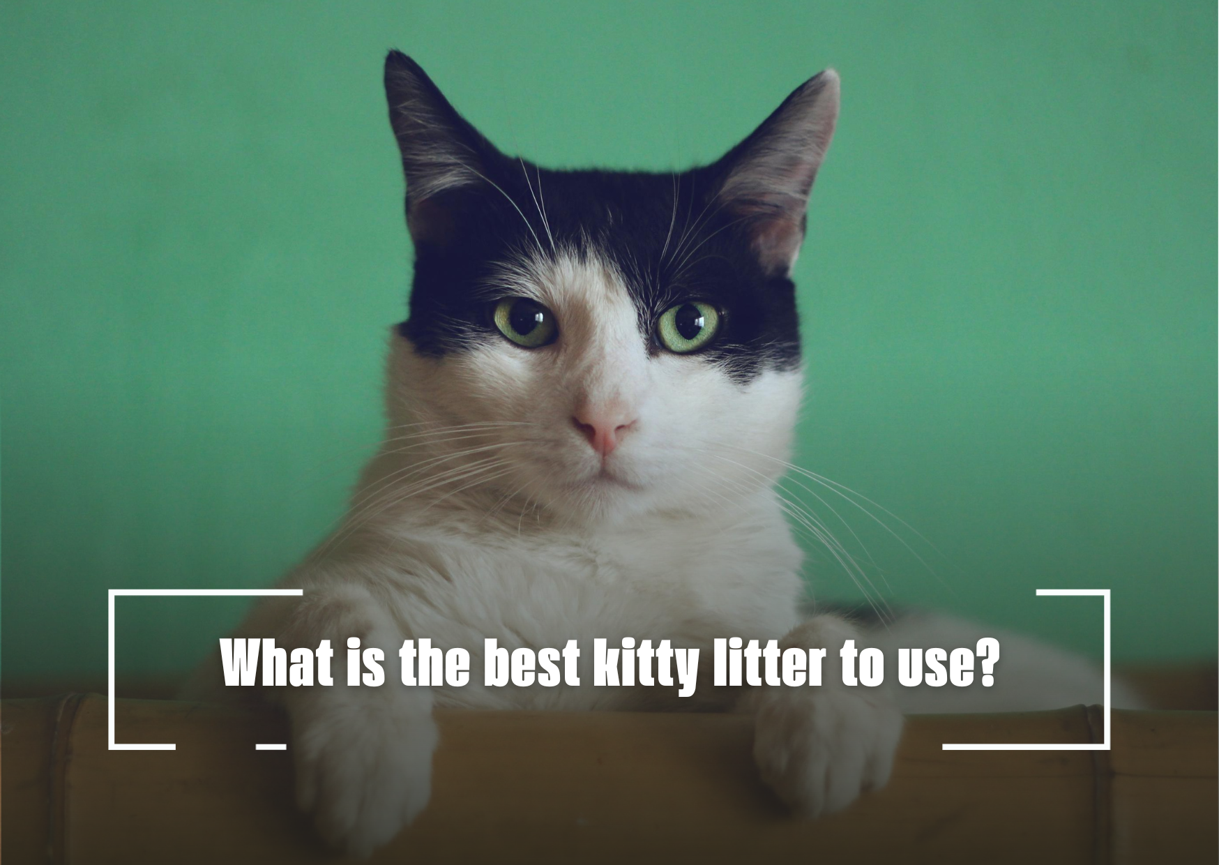 What is the best kitty litter to use?