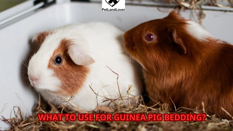 What to use for guinea pig bedding?