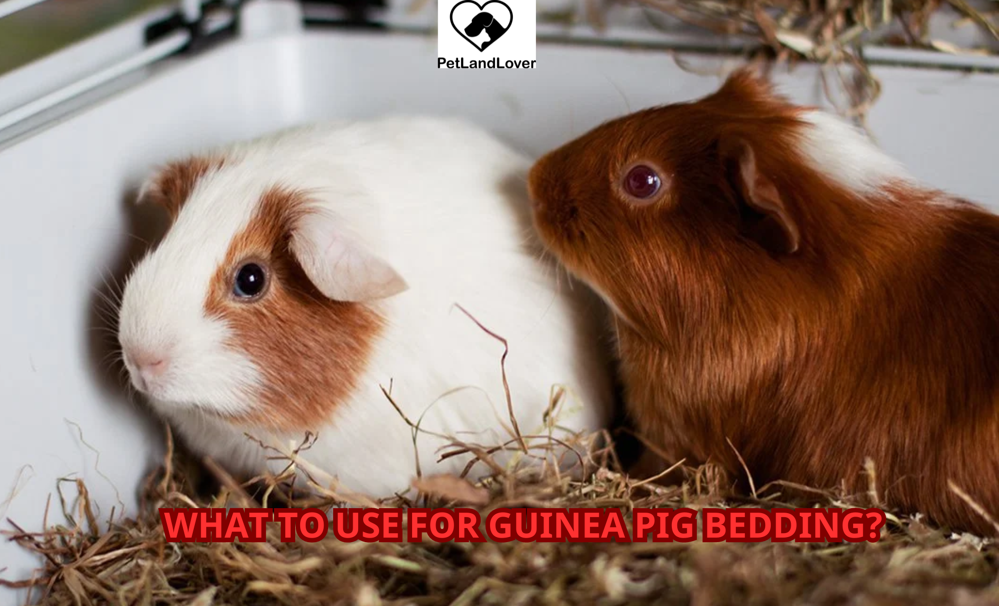 What to use for guinea pig bedding?