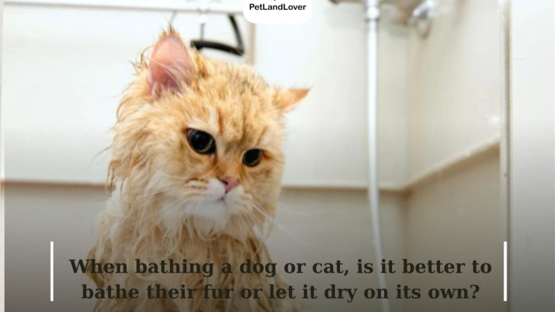 When bathing a dog or cat, is it better to bathe their fur or let it dry on its own?