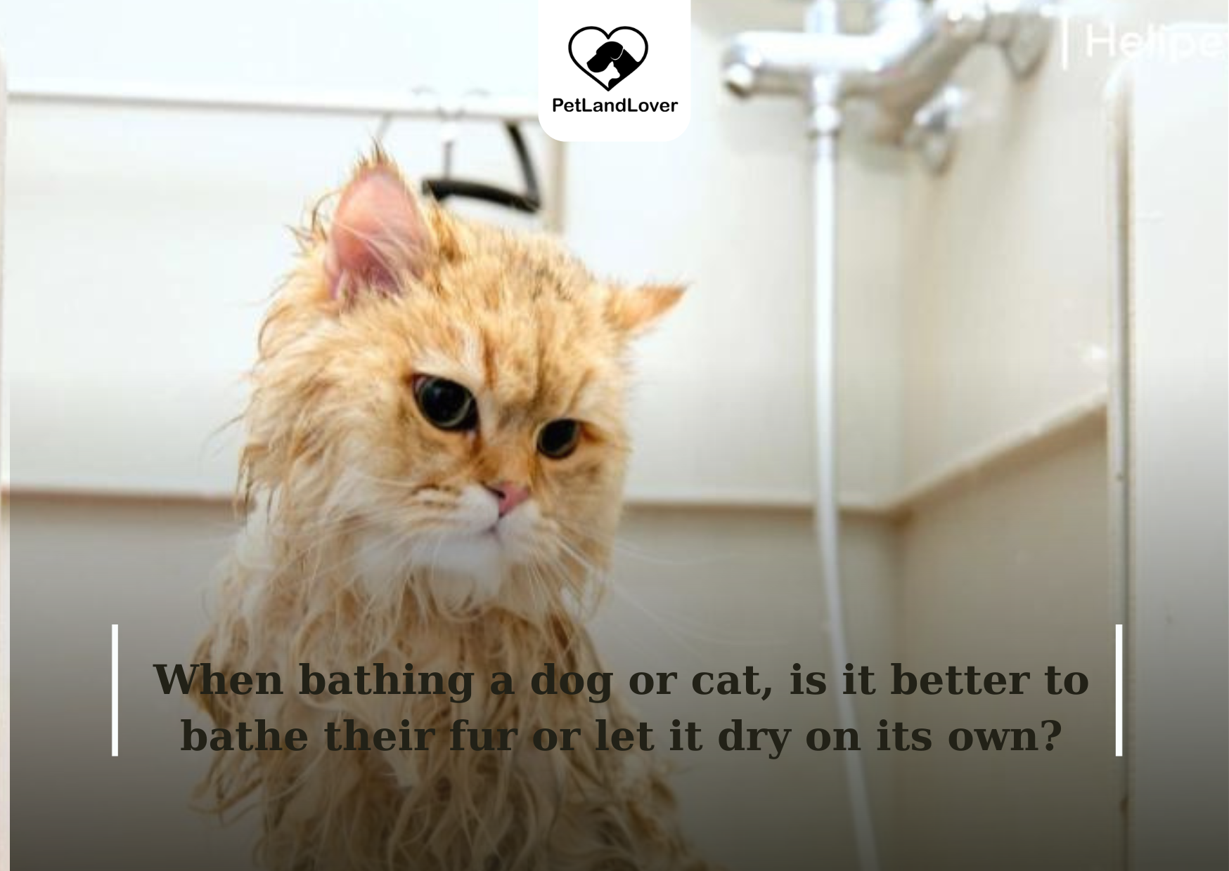 When bathing a dog or cat, is it better to bathe their fur or let it dry on its own?