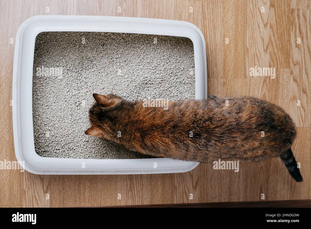 Where to Buy Cat Litter in Bulk?