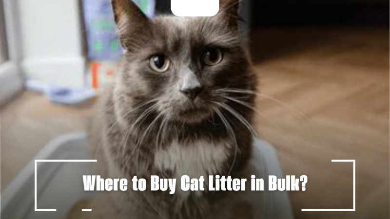 Where to Buy Cat Litter in Bulk?