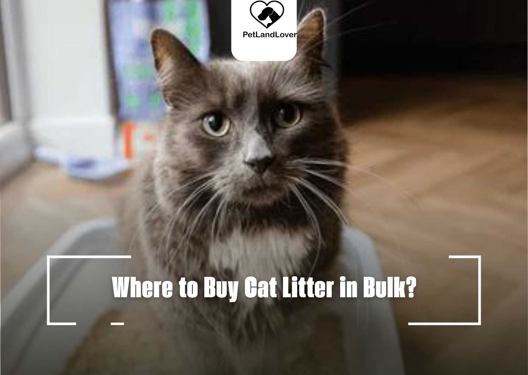 Where to Buy Cat Litter in Bulk?