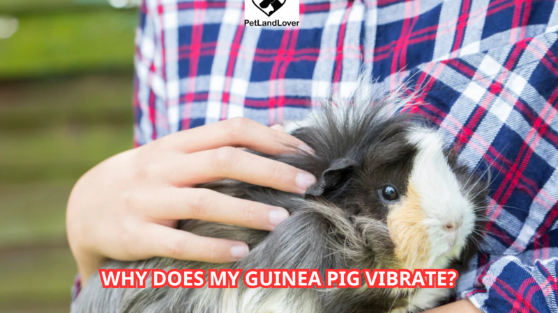 Why Does My Guinea Pig Vibrate?