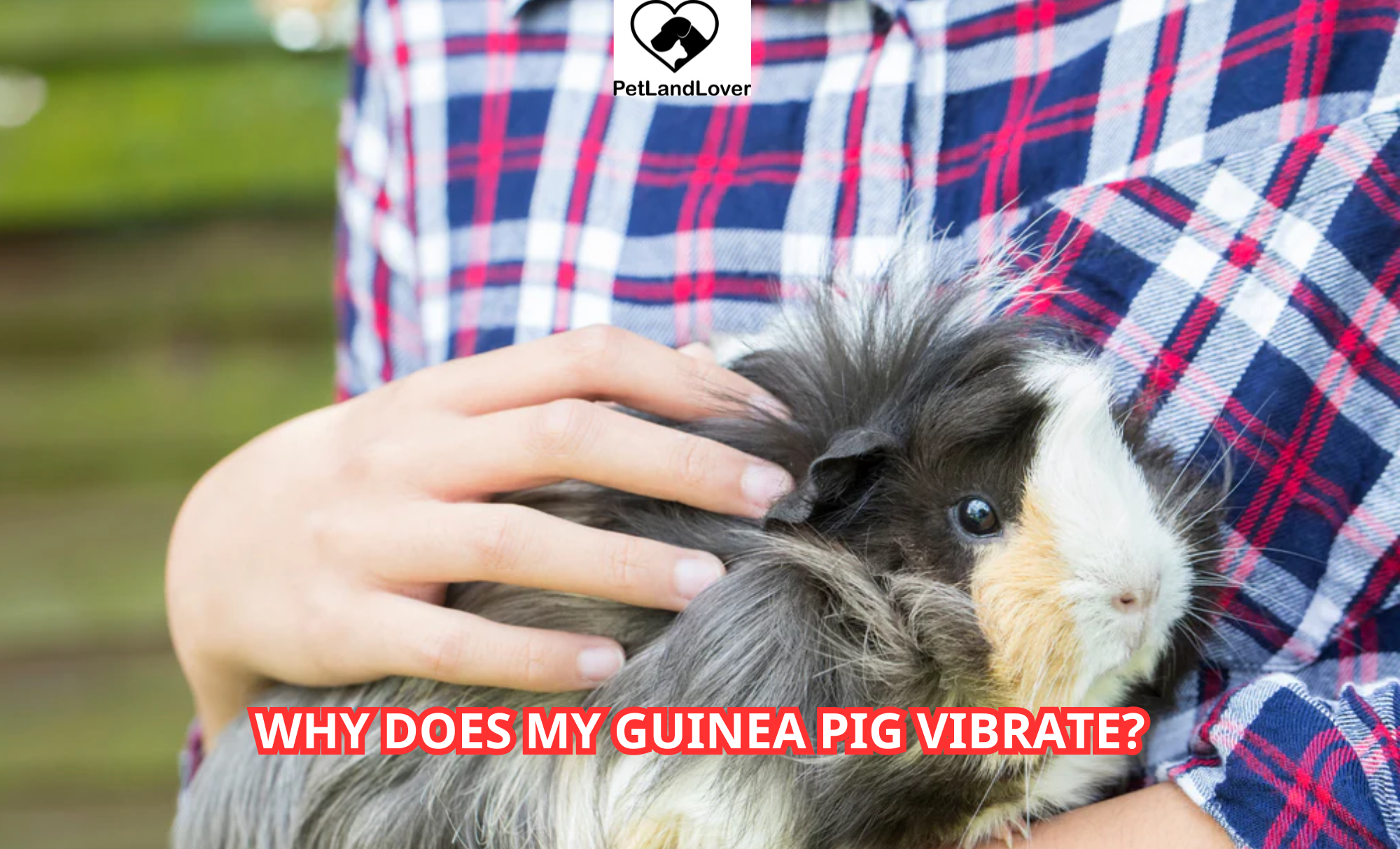 Why Does My Guinea Pig Vibrate?