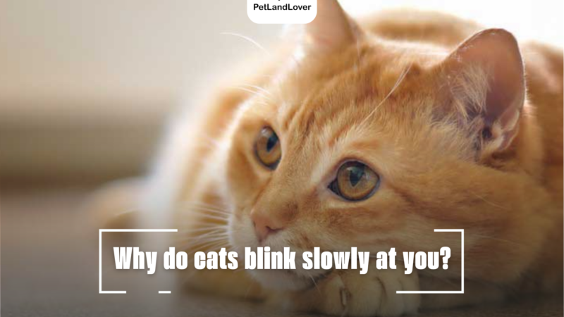 Why do cats blink slowly at you?