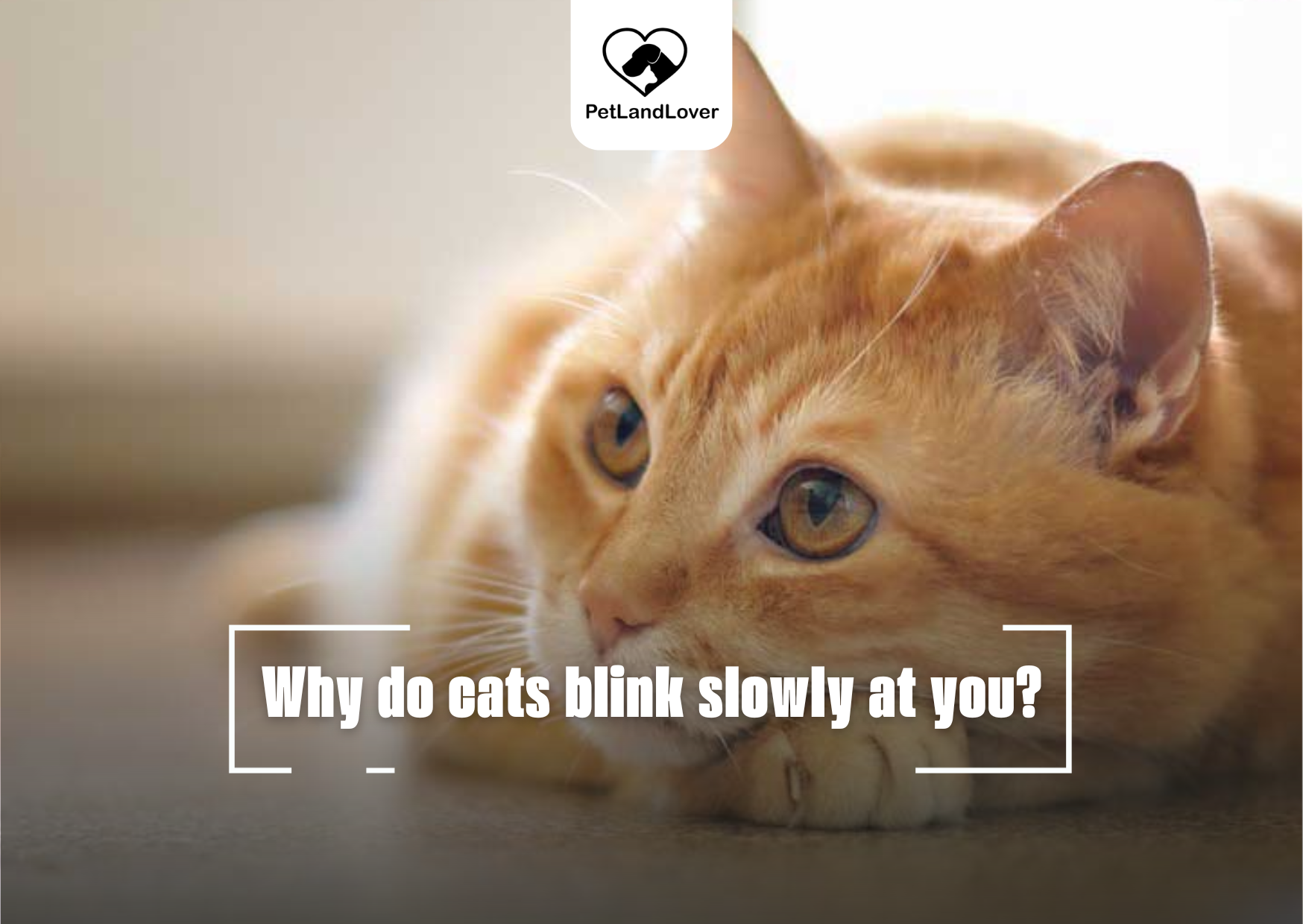 Why do cats blink slowly at you?