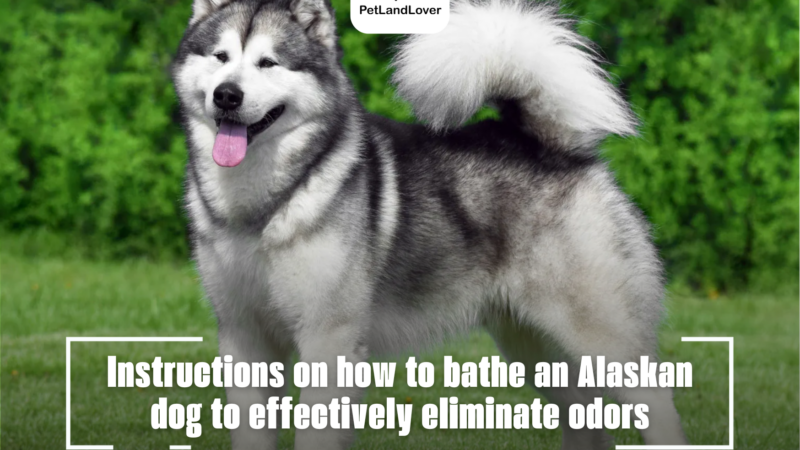 Instructions on how to bathe an Alaskan dog to effectively eliminate odors