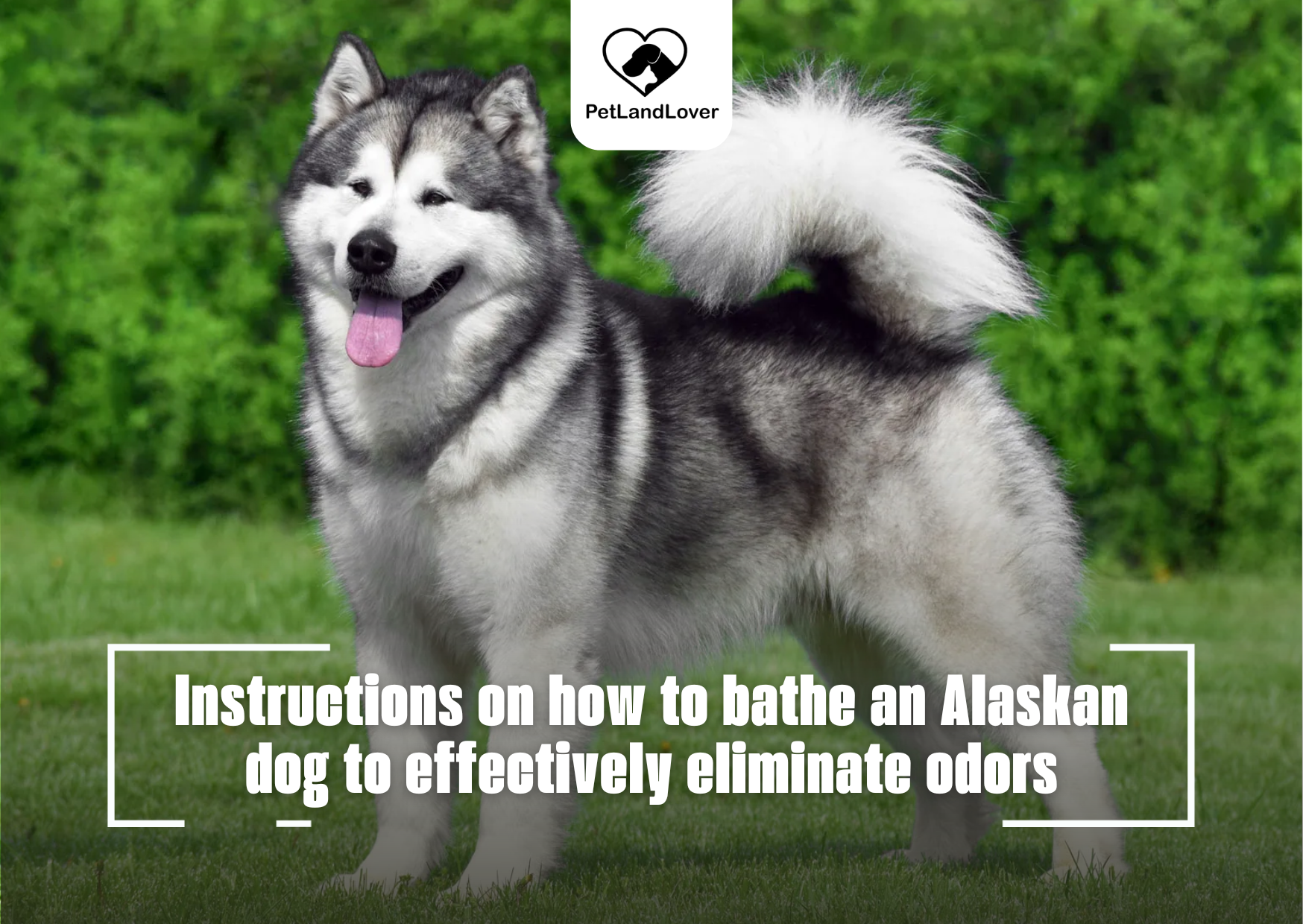 Instructions on how to bathe an Alaskan dog to effectively eliminate odors