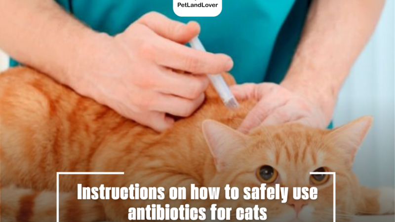 Instructions on how to safely use antibiotics for cats