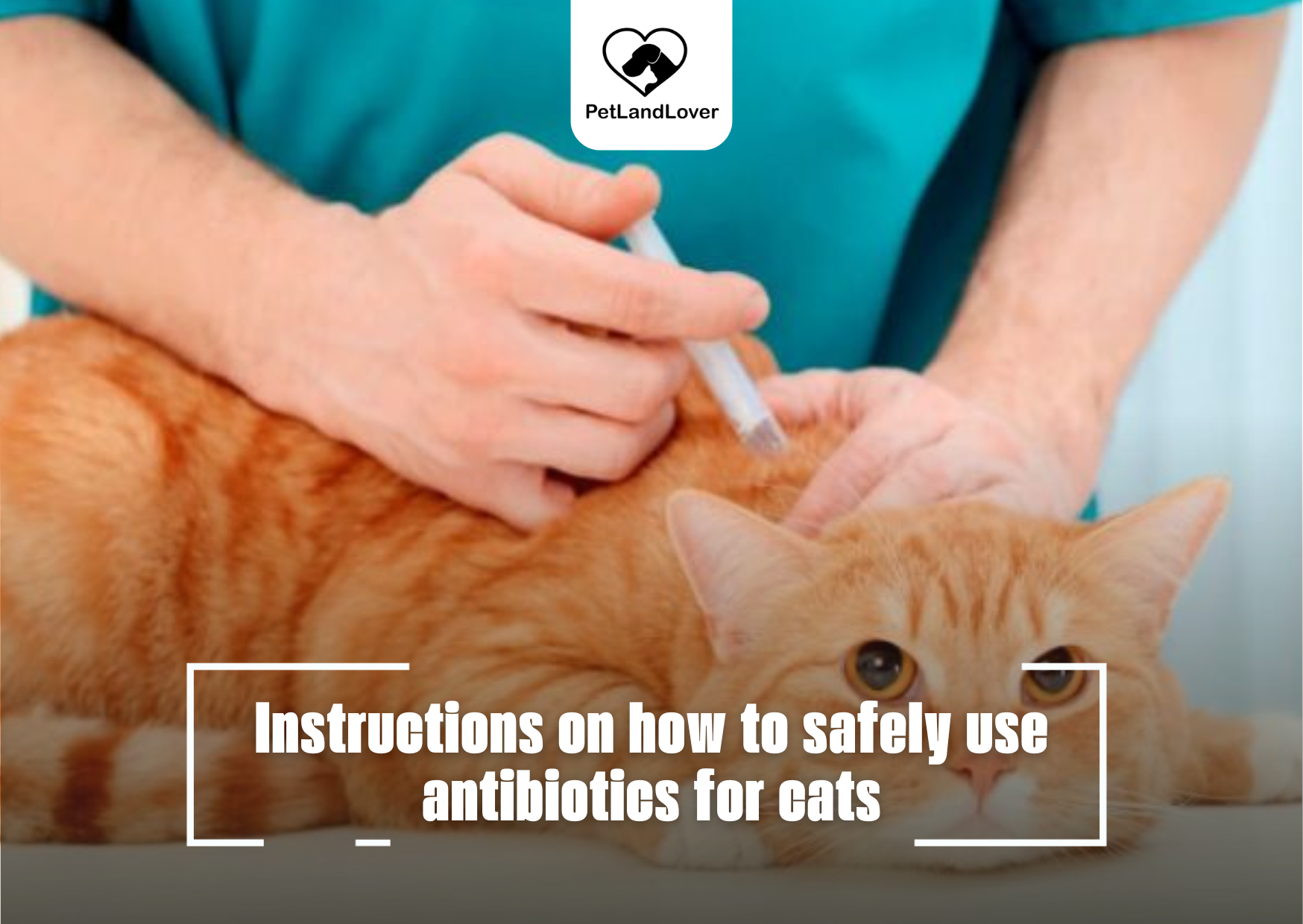 Instructions on how to safely use antibiotics for cats