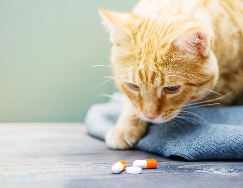 antibiotics for cats