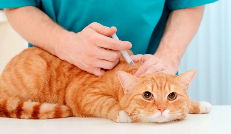 antibiotics for cats