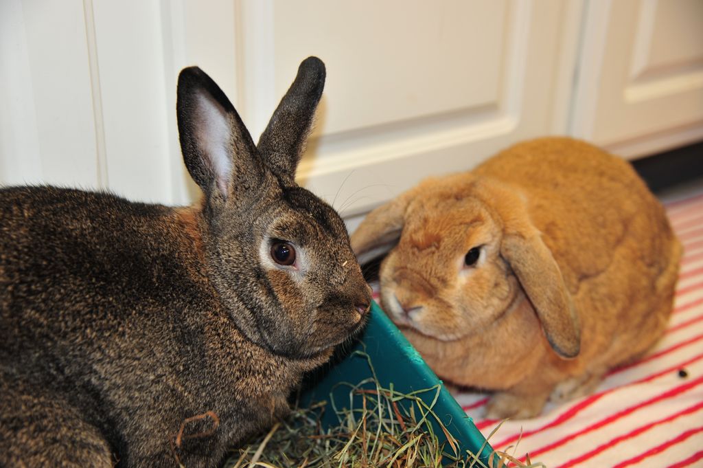 litter box training for rabbits