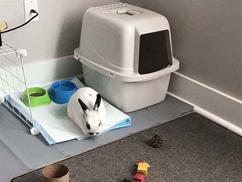 how to train a rabbit to use a litter tray