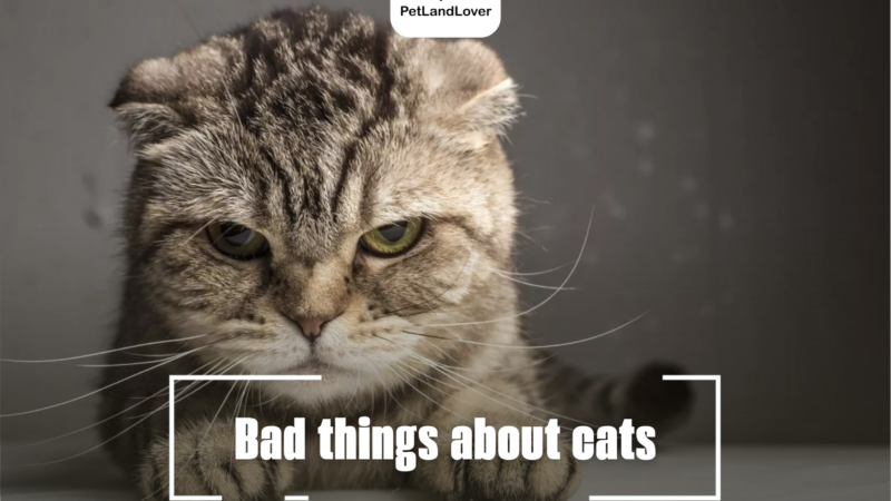 Bad things about cats