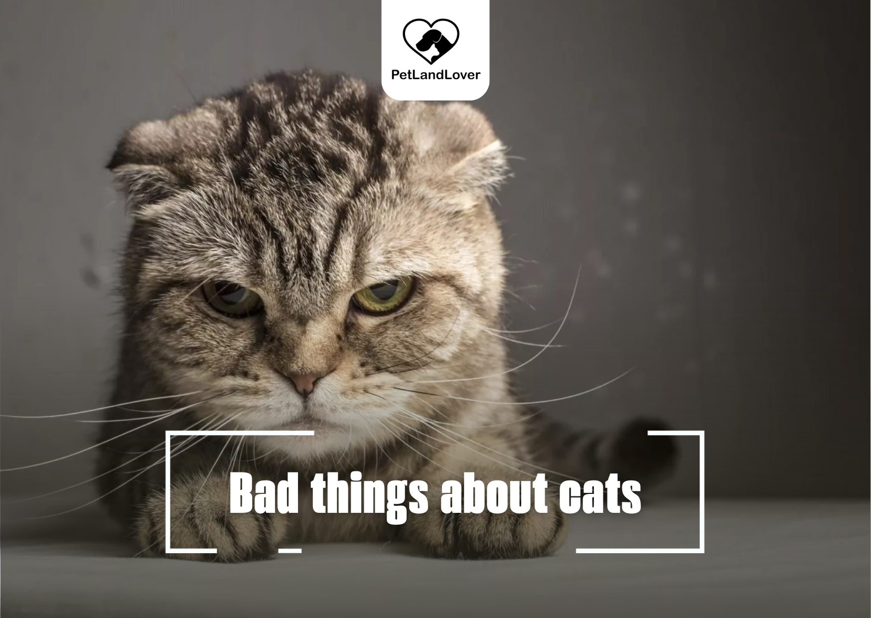 Bad things about cats