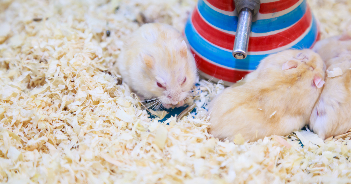 best bedding for hamster