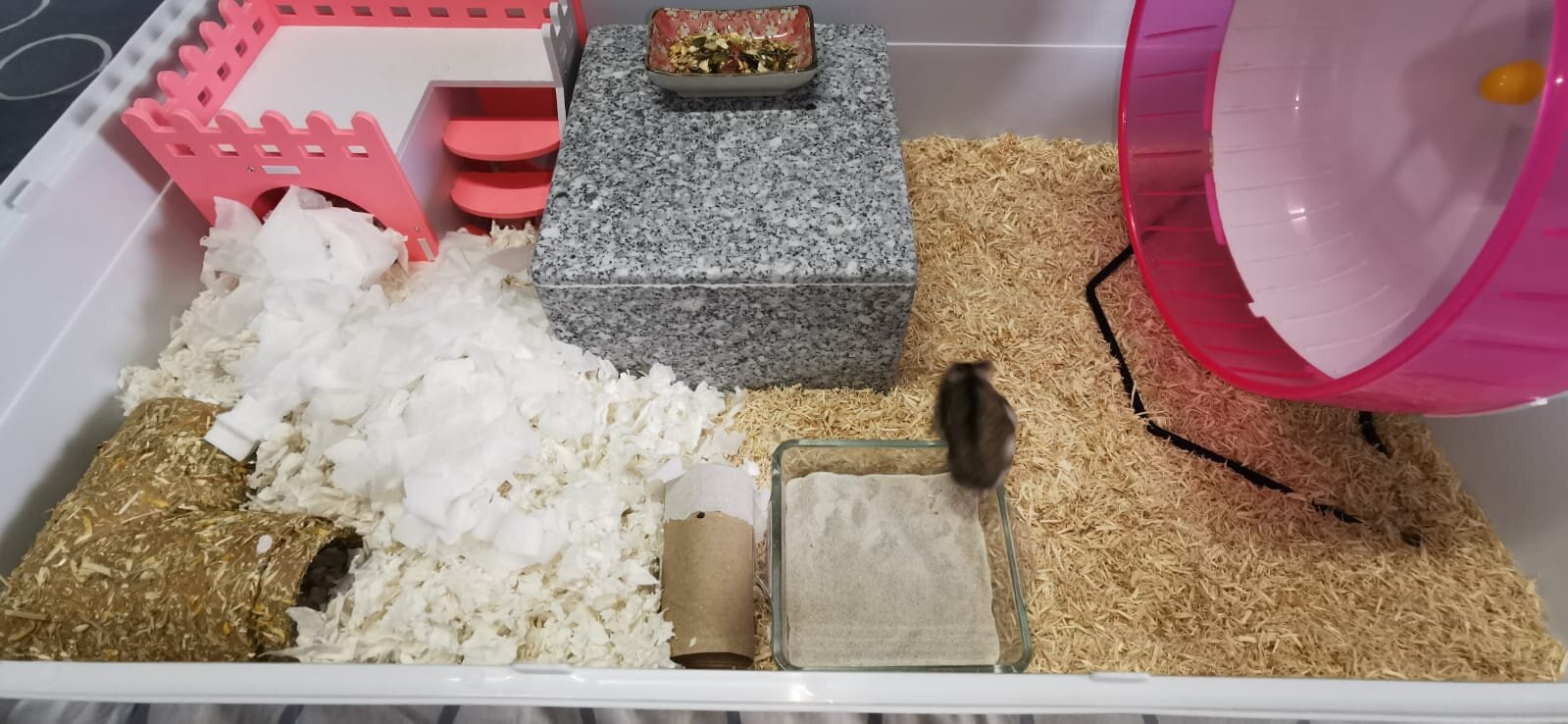 best bedding for hamster