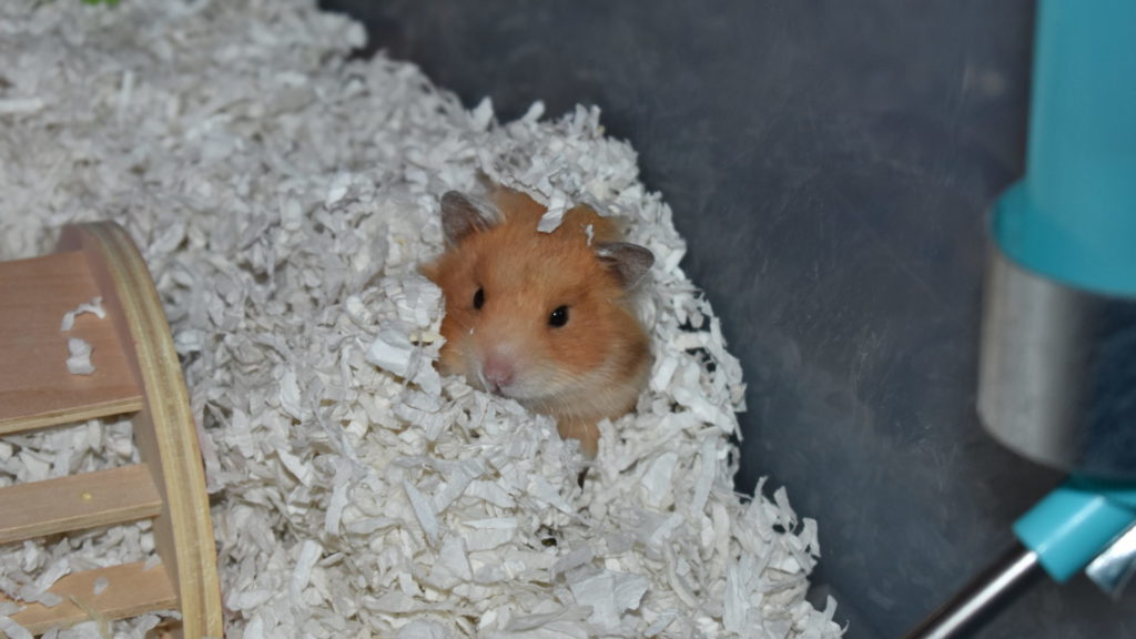 best bedding for hamster