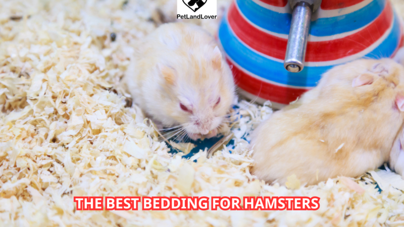 The Best Bedding for Hamsters