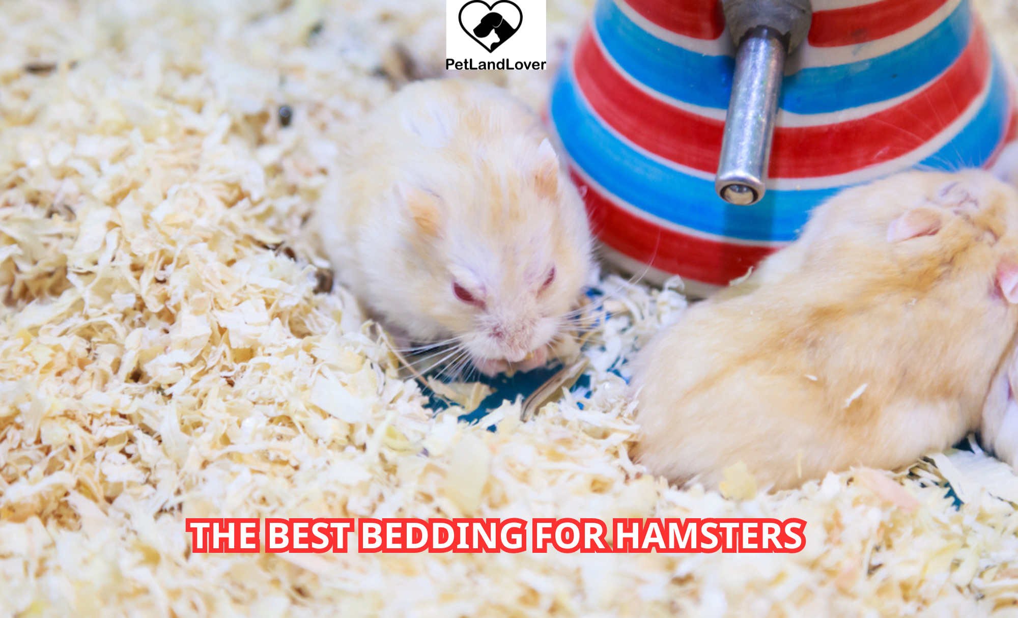 The Best Bedding for Hamsters