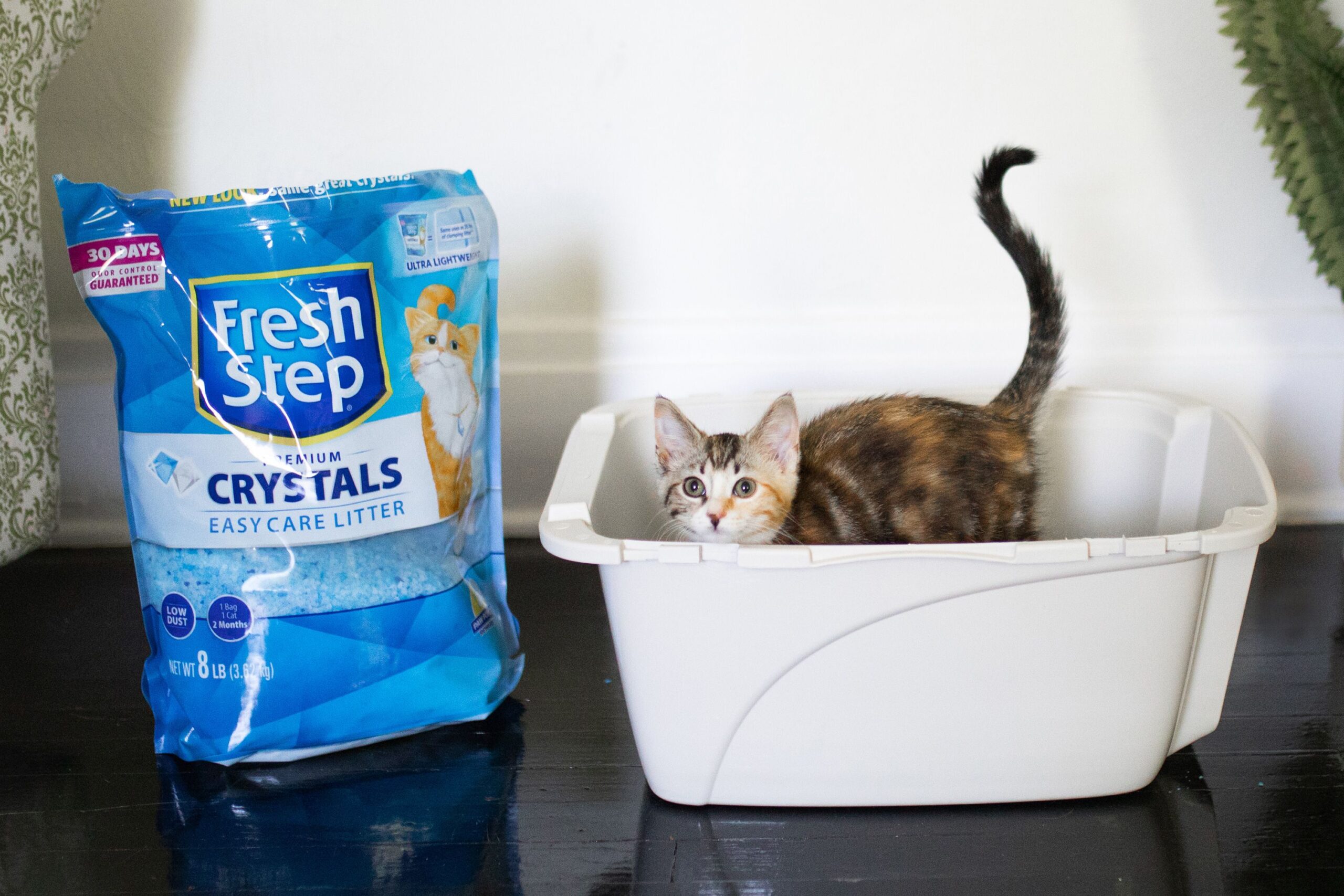 What is the best kitty litter to use?