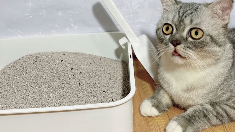 Non-Clumping Litter: The Traditional Choice