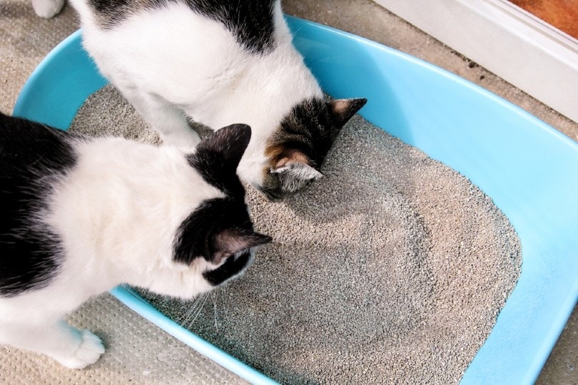 Specialty Litters: Addressing Specific Needs