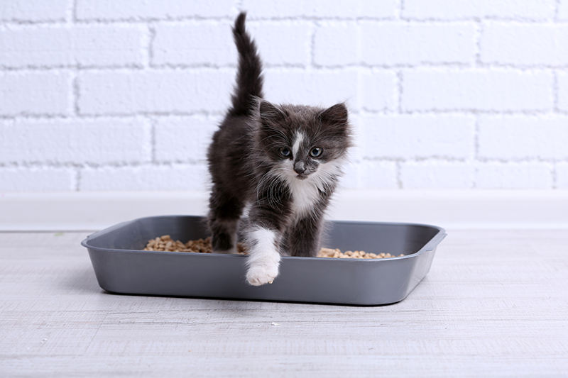 Factors to Consider When Choosing the Best Kitty Litter