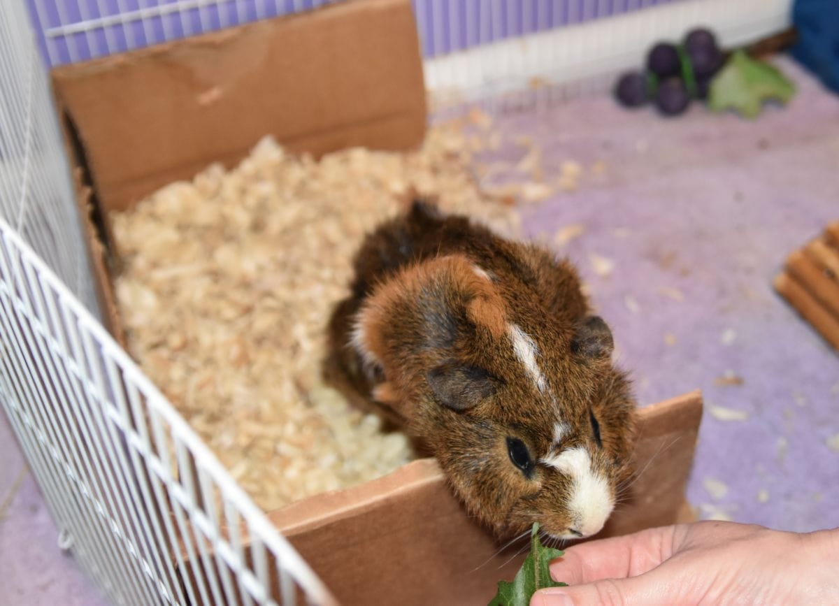 can-you-use-kitty-litter-for-guinea-pigs