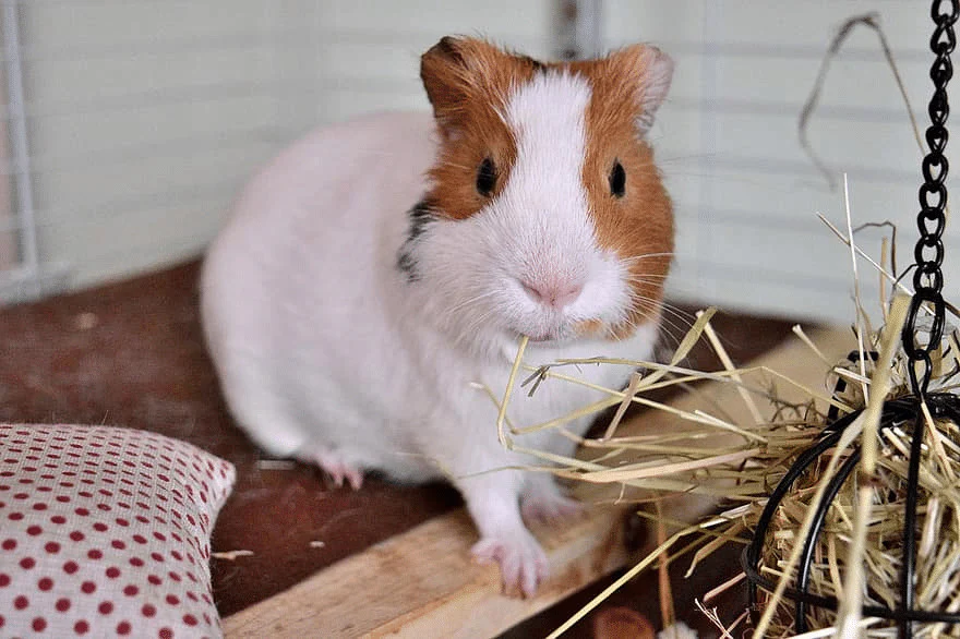 can-you-use-kitty-litter-for-guinea-pigs