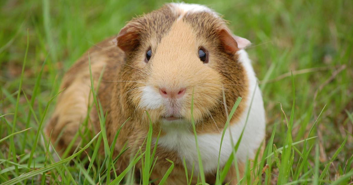 can-you-use-kitty-litter-for-guinea-pigs