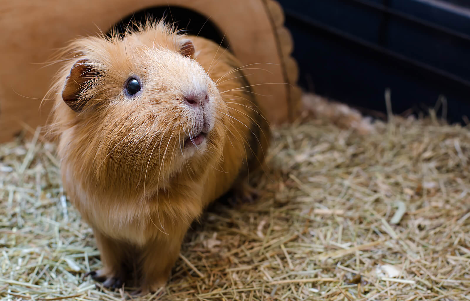 can-you-use-kitty-litter-for-guinea-pigs