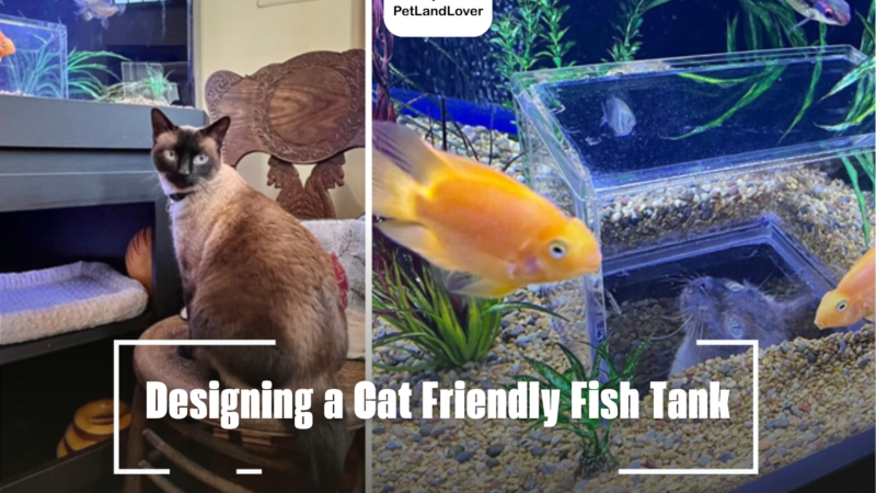 Designing a Cat Friendly Fish Tank