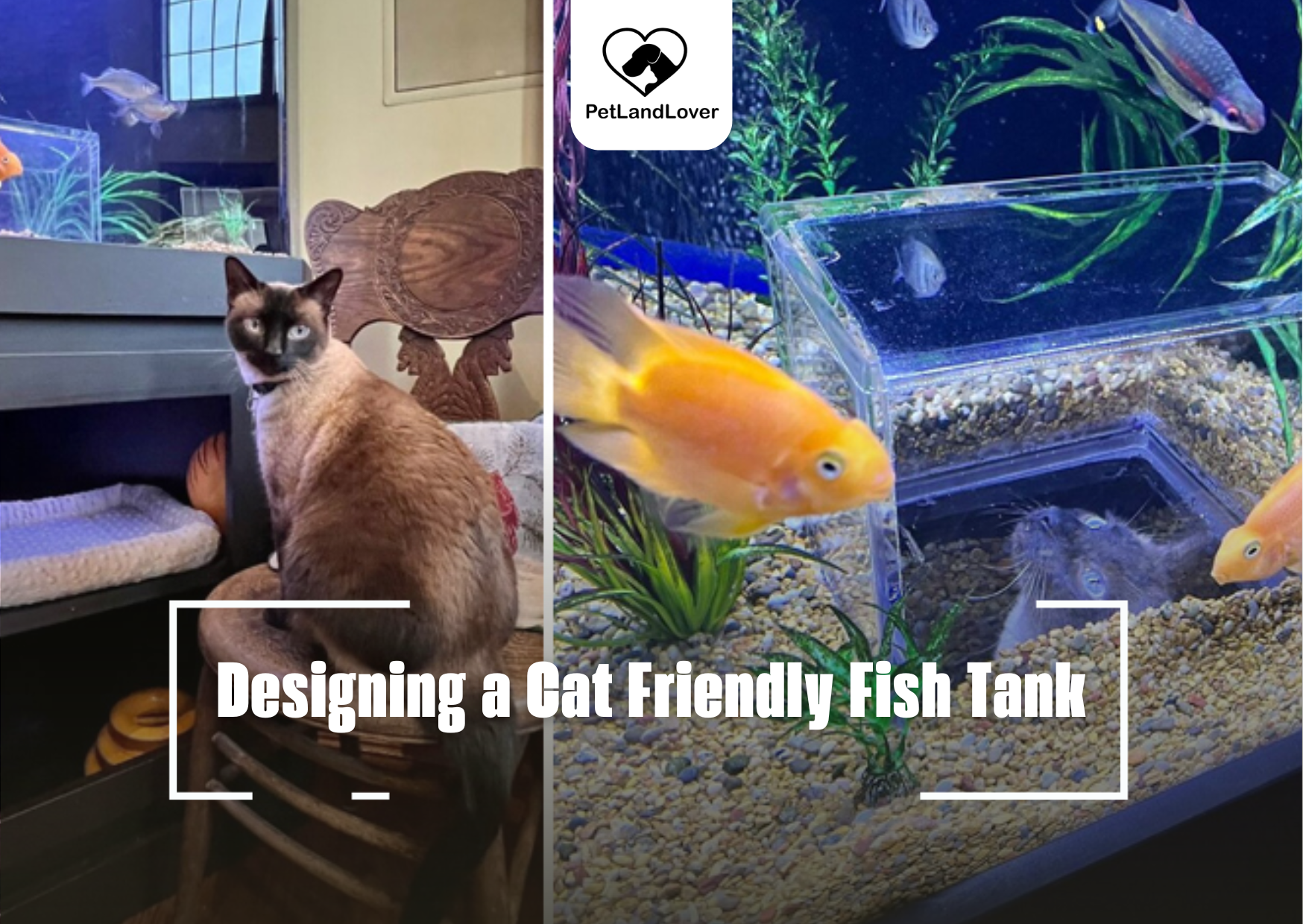 Designing a Cat Friendly Fish Tank