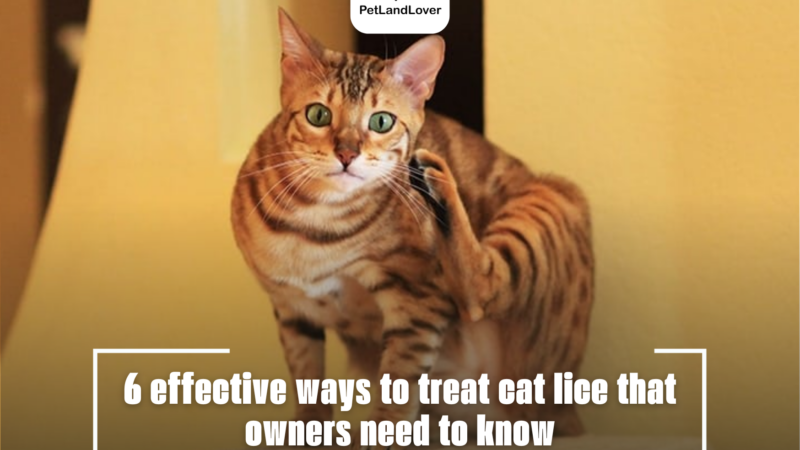 6 effective ways to treat cat lice that owners need to know