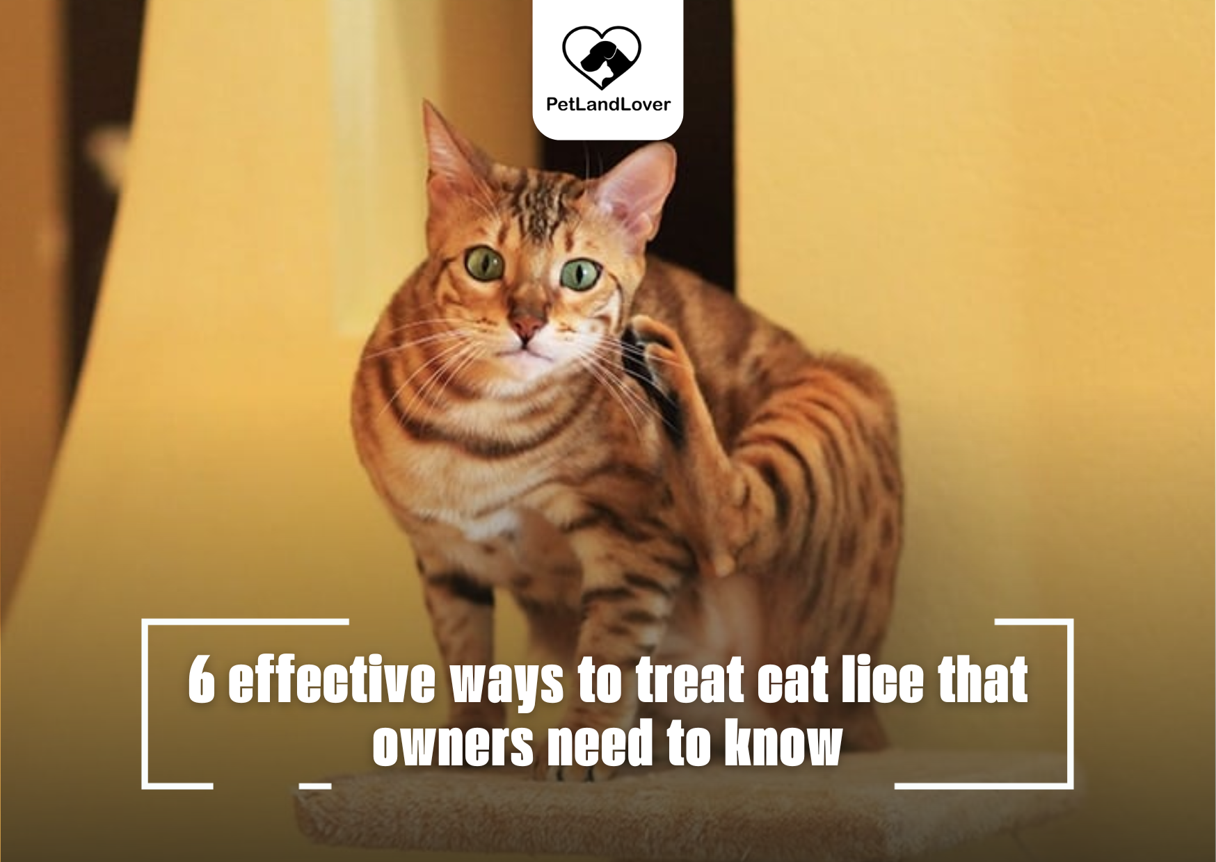 6 effective ways to treat cat lice that owners need to know