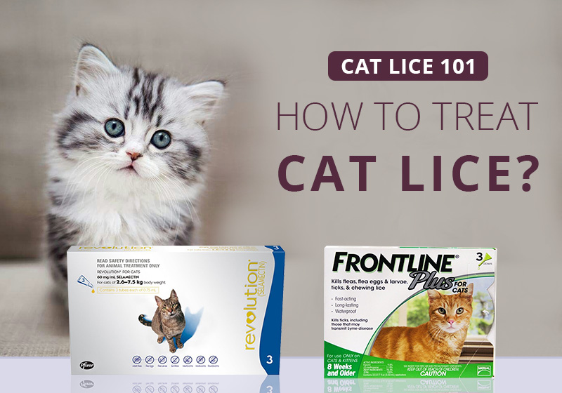 cat lice