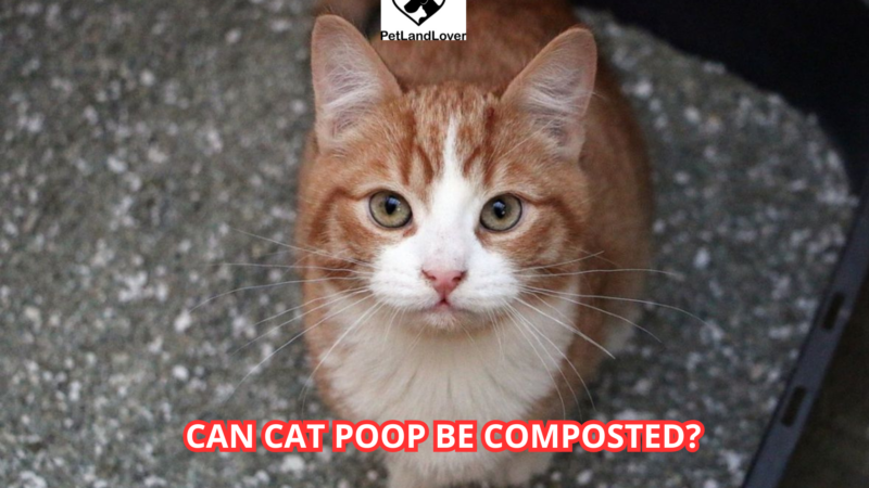 Can Cat Poop Be Composted?