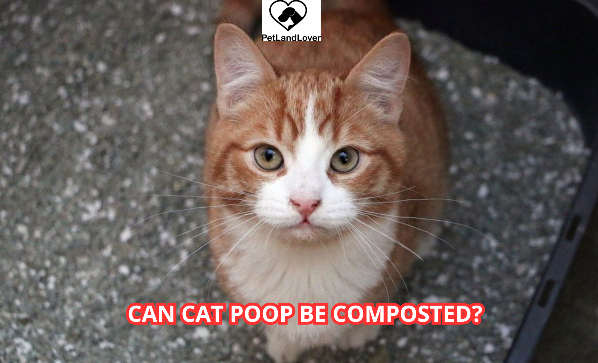 Can Cat Poop Be Composted?