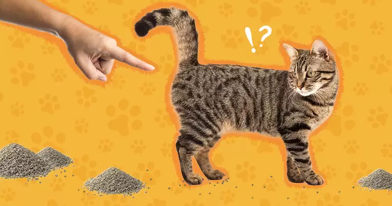 cats tracking litter