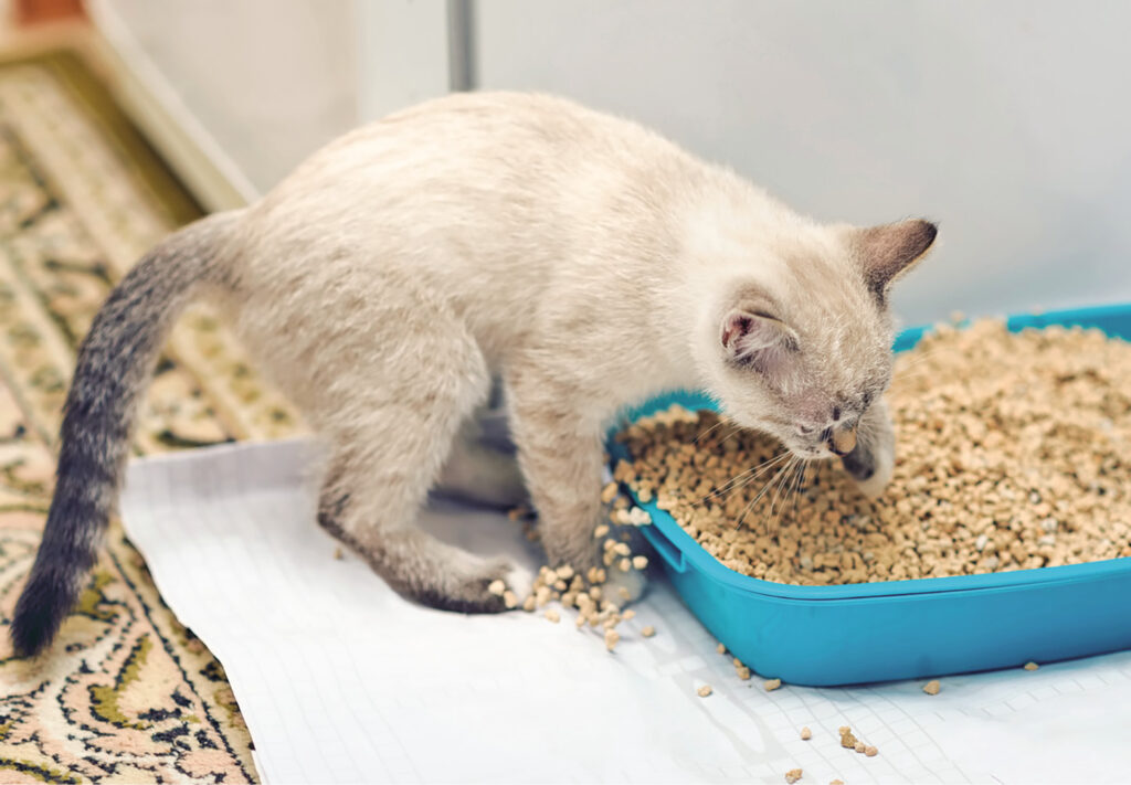 cats tracking litter