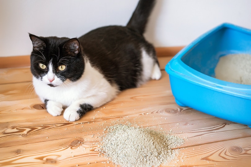 cats tracking litter